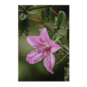 Quadro Decorativo Flor 2 | Albori Ribeiro - Meu Rodapé