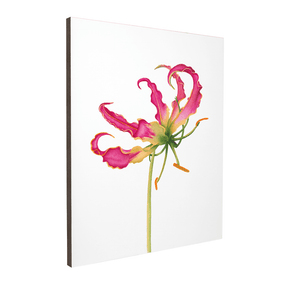 Quadro Decorativo Flor Gloriosa | Aline Gomes - Meu Rodapé