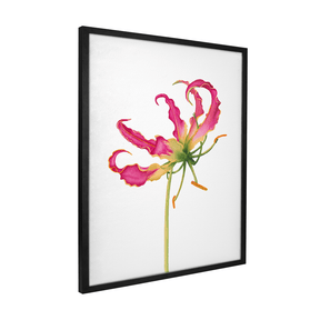 Quadro Decorativo Flor Gloriosa | Aline Gomes - Meu Rodapé