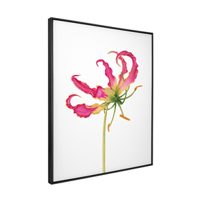 Quadro Decorativo Flor Gloriosa | Aline Gomes - Meu Rodapé