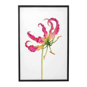 Quadro Decorativo Flor Gloriosa | Aline Gomes - Meu Rodapé