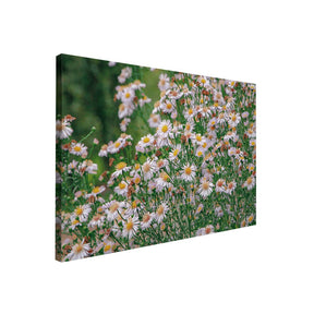 Quadro Decorativo Flores Margaridas | Sâmia Munaretti & Marcelo Baldin - Meu Rodapé