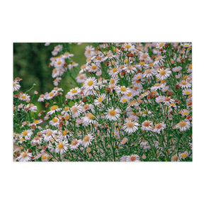 Quadro Decorativo Flores Margaridas | Sâmia Munaretti & Marcelo Baldin - Meu Rodapé