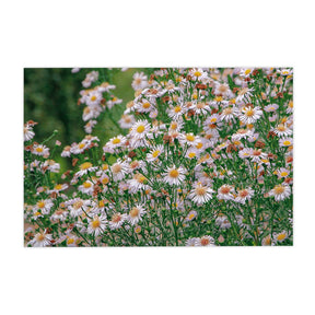 Quadro Decorativo Flores Margaridas | Sâmia Munaretti & Marcelo Baldin - Meu Rodapé