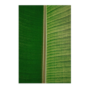 Quadro Decorativo Folhas 3 | Albori Ribeiro - Meu Rodapé