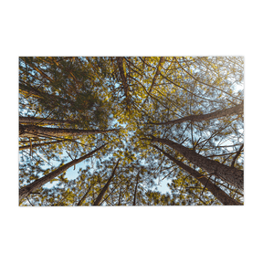 Quadro Decorativo Funil Verde | Glaucon Hartmam - Meu Rodapé