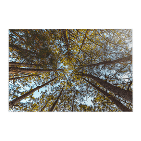 Quadro Decorativo Funil Verde | Glaucon Hartmam - Meu Rodapé