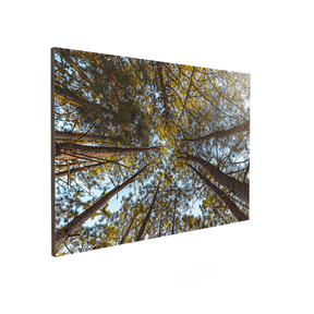 Quadro Decorativo Funil Verde | Glaucon Hartmam - Meu Rodapé