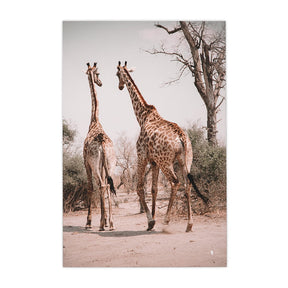 Quadro Decorativo Girafas África | Patricia Schussel Gomes - Meu Rodapé
