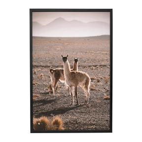 Quadro Decorativo Guanaco Atacama | Patricia Schussel Gomes - Meu Rodapé