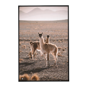 Quadro Decorativo Guanaco Atacama | Patricia Schussel Gomes - Meu Rodapé