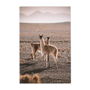 Quadro Decorativo Guanaco Atacama | Patricia Schussel Gomes - Meu Rodapé