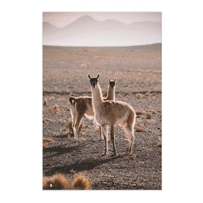 Quadro Decorativo Guanaco Atacama | Patricia Schussel Gomes - Meu Rodapé