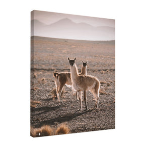 Quadro Decorativo Guanaco Atacama | Patricia Schussel Gomes - Meu Rodapé