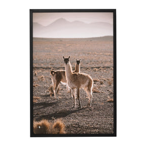 Quadro Decorativo Guanaco Atacama | Patricia Schussel Gomes - Meu Rodapé