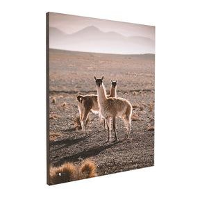 Quadro Decorativo Guanaco Atacama | Patricia Schussel Gomes - Meu Rodapé