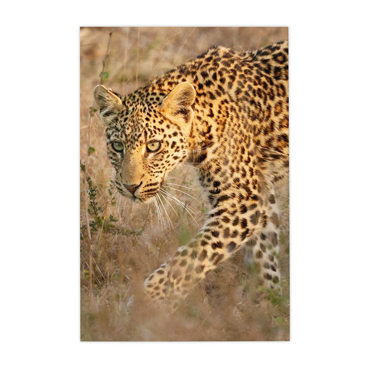 Quadro Decorativo Leopardo | Sâmia Munaretti & Marcelo Baldin - Meu Rodapé
