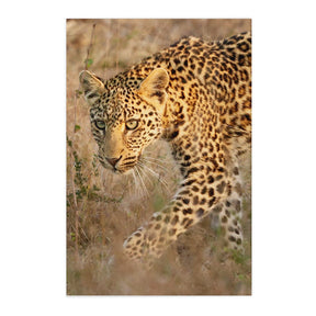 Quadro Decorativo Leopardo | Sâmia Munaretti & Marcelo Baldin - Meu Rodapé