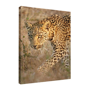 Quadro Decorativo Leopardo | Sâmia Munaretti & Marcelo Baldin - Meu Rodapé