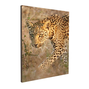 Quadro Decorativo Leopardo | Sâmia Munaretti & Marcelo Baldin - Meu Rodapé