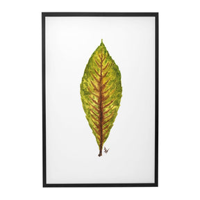 Quadro Decorativo Néspera Nova | Ana Carolina Vivian - Meu Rodapé