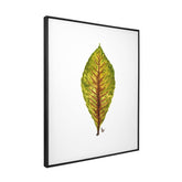 Quadro Decorativo Néspera Nova | Ana Carolina Vivian - Meu Rodapé