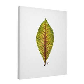 Quadro Decorativo Néspera Nova | Ana Carolina Vivian - Meu Rodapé
