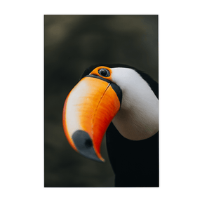 Quadro Decorativo O Desconfiado Tucano | Rodolfo Paz - Meu Rodapé
