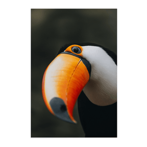 Quadro Decorativo O Desconfiado Tucano | Rodolfo Paz - Meu Rodapé