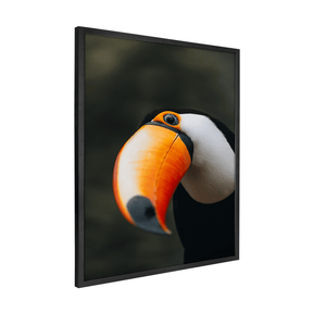 Quadro Decorativo O Desconfiado Tucano | Rodolfo Paz - Meu Rodapé
