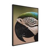 Quadro Decorativo Olhar do Brasil | Rodolfo Paz - Meu Rodapé