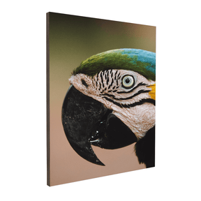 Quadro Decorativo Olhar do Brasil | Rodolfo Paz - Meu Rodapé