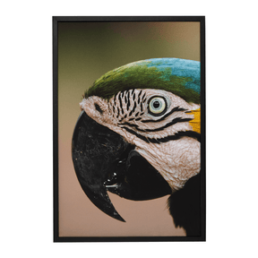 Quadro Decorativo Olhar do Brasil | Rodolfo Paz - Meu Rodapé