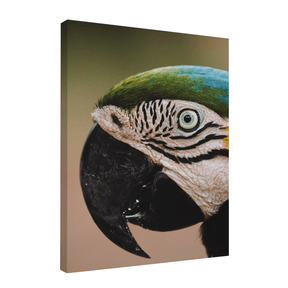 Quadro Decorativo Olhar do Brasil | Rodolfo Paz - Meu Rodapé