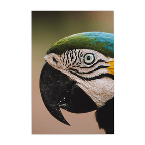 Quadro Decorativo Olhar do Brasil | Rodolfo Paz - Meu Rodapé