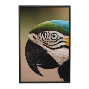 Quadro Decorativo Olhar do Brasil | Rodolfo Paz - Meu Rodapé