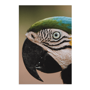 Quadro Decorativo Olhar do Brasil | Rodolfo Paz - Meu Rodapé