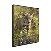 Quadro Decorativo Onça Filhote | Sâmia Munaretti & Marcelo Baldin - Meu Rodapé