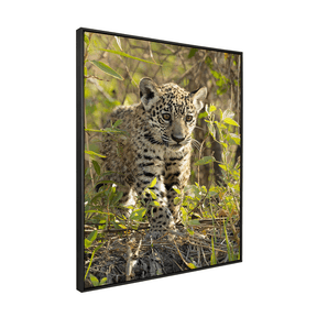 Quadro Decorativo Onça Filhote | Sâmia Munaretti & Marcelo Baldin - Meu Rodapé