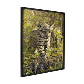 Quadro Decorativo Onça Filhote | Sâmia Munaretti & Marcelo Baldin - Meu Rodapé