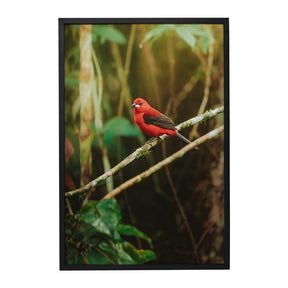 Quadro Decorativo Pássaro 2 | Albori Ribeiro - Meu Rodapé