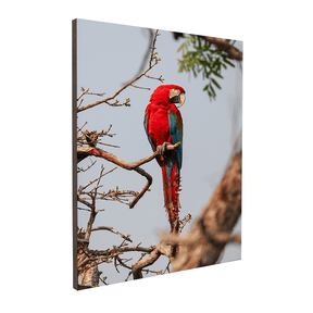 Quadro Decorativo Pássaro Arara Vermelha | Sâmia Munaretti & Marcelo Baldin - Meu Rodapé