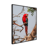 Quadro Decorativo Pássaro Arara Vermelha | Sâmia Munaretti & Marcelo Baldin - Meu Rodapé
