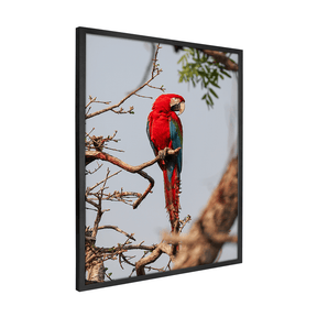 Quadro Decorativo Pássaro Arara Vermelha | Sâmia Munaretti & Marcelo Baldin - Meu Rodapé