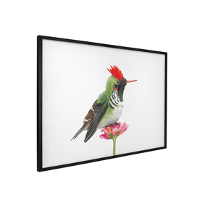 Quadro Decorativo Pássaro Beija - Flor | Aline Gomes - Meu Rodapé
