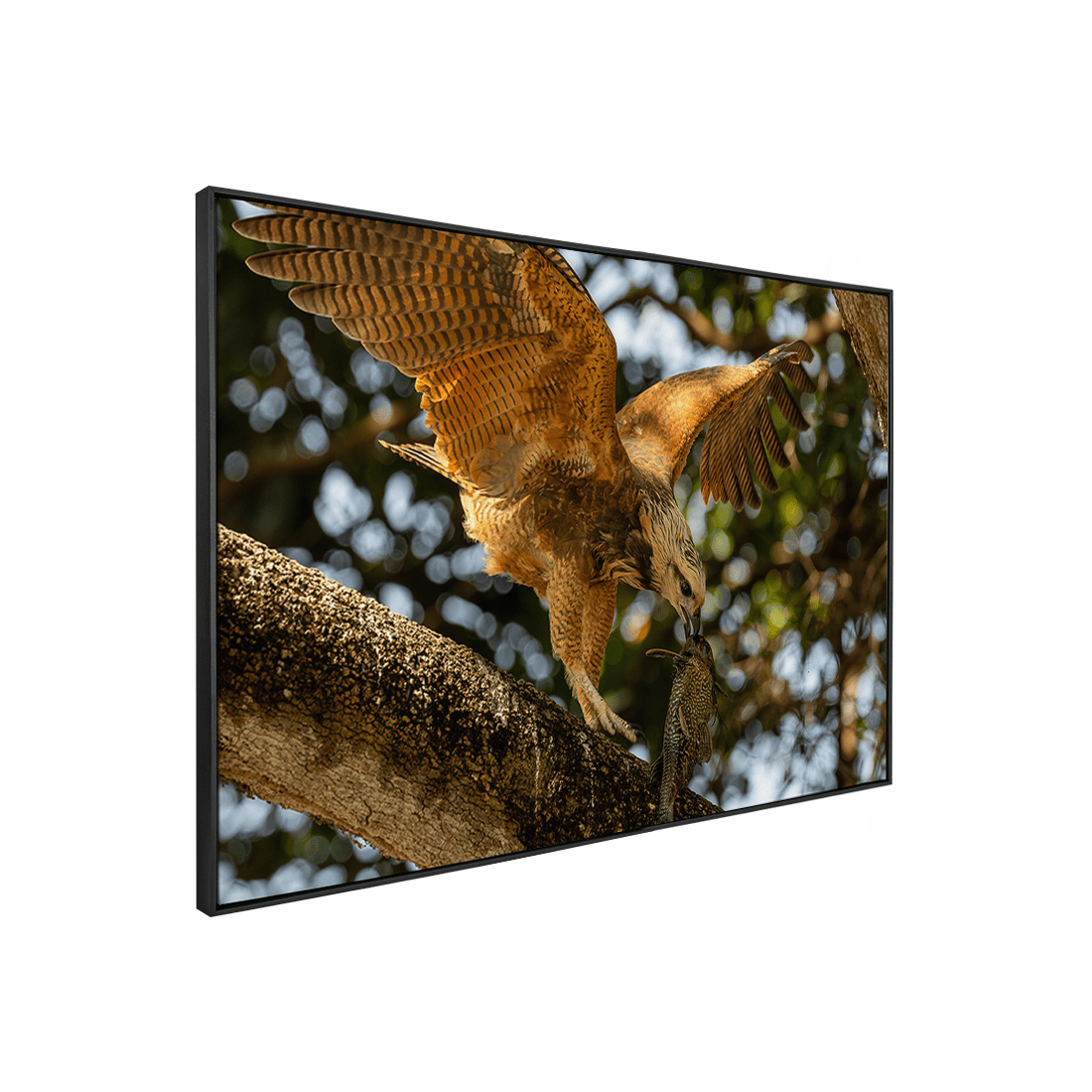 Quadro Decorativo Pássaro Gavião Belo | Sâmia Munaretti & Marcelo Baldin - Meu Rodapé