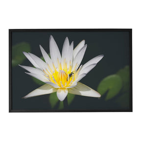 Quadro Decorativo Pólen | Julio Bazanella - Meu Rodapé