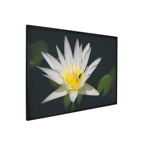 Quadro Decorativo Pólen | Julio Bazanella - Meu Rodapé