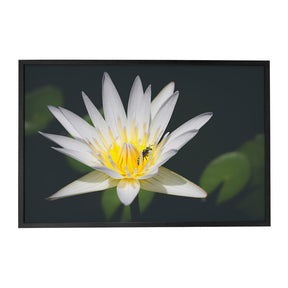 Quadro Decorativo Pólen | Julio Bazanella - Meu Rodapé