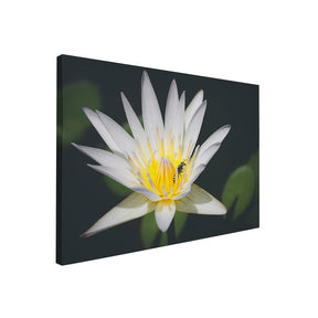 Quadro Decorativo Pólen | Julio Bazanella - Meu Rodapé